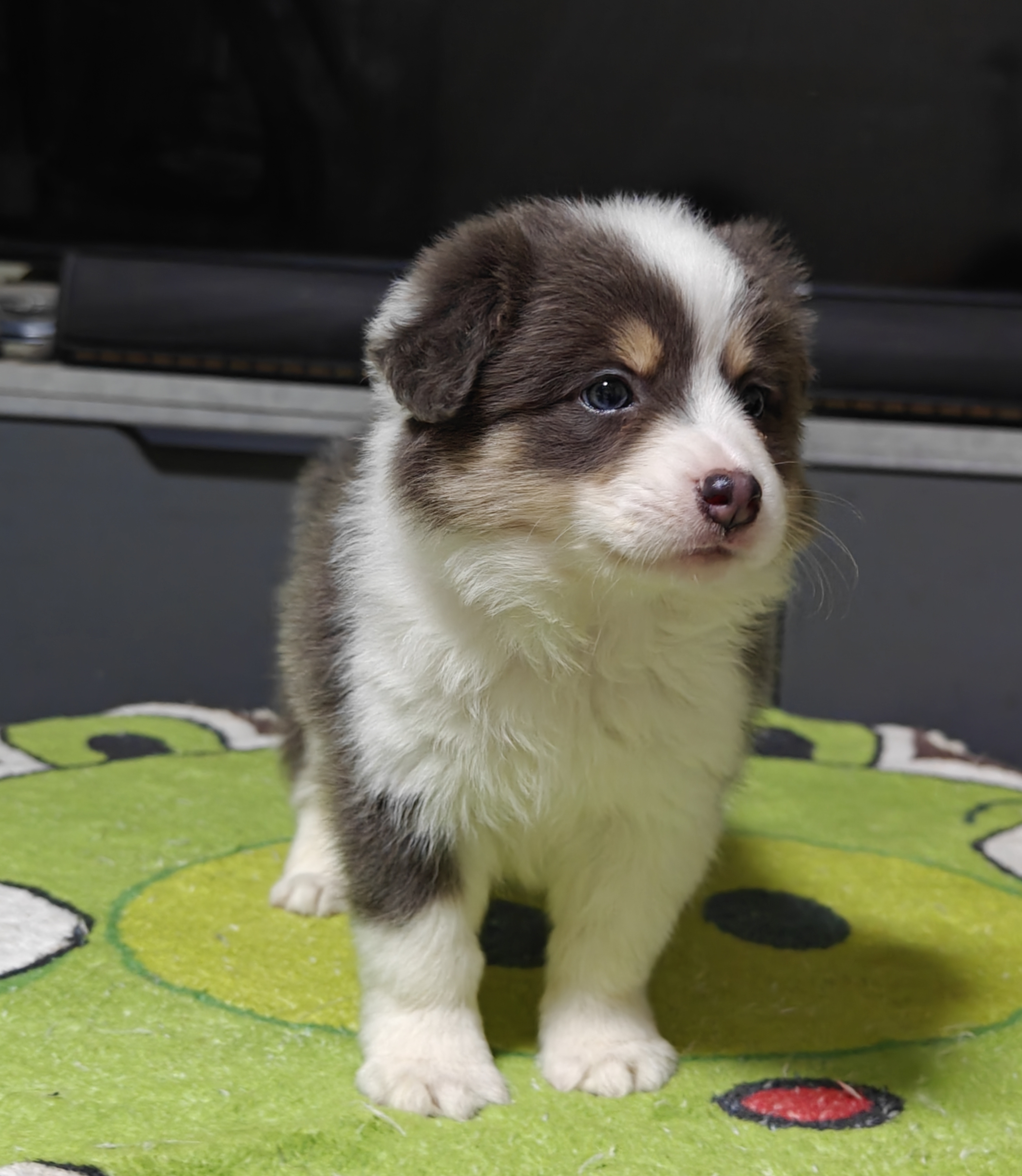 稀有蓝白三色边牧妹妹